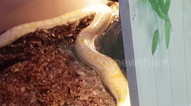 10 Stone Bermese Python larger than Me in weight and length