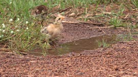 A very cute scene on a free range farm, when a family of chickens visit a puddle of water to take a drink.