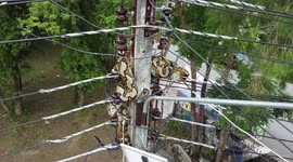Snake wranglers remove 15ft-long python wrapped around electricity post in Thailand