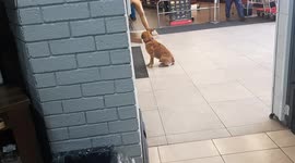The goodest Boy ever waiting for his owner outside the shop.