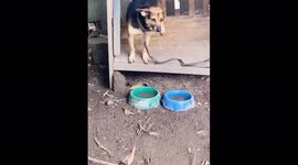 Very humble dog and a very good guard dog smiles on command!