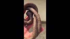 The guy drops a fake snake to the mothers who are gathering!