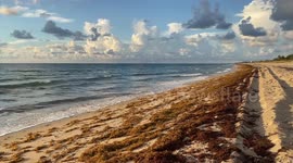 Record amount of seaweed washes up on Florida's beaches