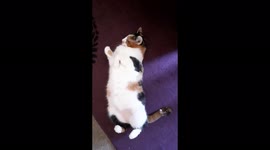 My mum's cat that chats with me, she replies to everything I ask her, it sounds funny.