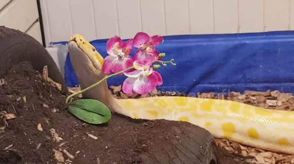 This 10 Stone Bermese Python could grow to 16 Stone and become the ...