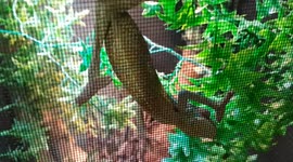 Chameleon climbs on cage and walks around the enclosure slowly