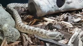 Snake species has a slither through its enclosure home cage tank