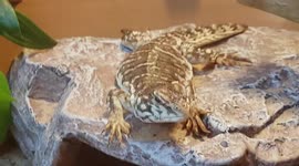 Lizard reptile animal species wonders around its new tank enclosure