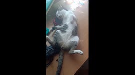 Funny Cat sleeps in bizarre position like dead