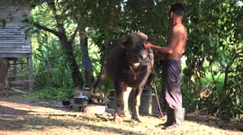 A Thai farmer gives his water buffalo a shower at sunset in his farmyard using a watering hose.