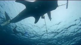 A large whale shark with the Latin name Rhincodon typus playing with local tourists