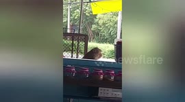 Rogue wild monkeys rampage through market snarling at locals in Thailand