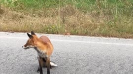 Radioactive Fox comes to the car, sneezes and walks away in recently liberated from Russian tanks Chornobyl