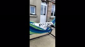 Energetic dog suffers hilarious fail after struggling to exit hammock