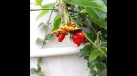 Small black ant fruits eat Food Preferences of  small Ants .