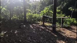 Baby monkeys playing in monkey forest
