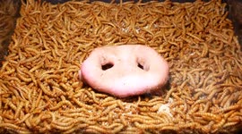 10 000 Mealworms vs Pig Snout