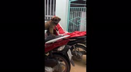 Puppy balances on motorbike to avoid floodwaters seeping into Vietnam home