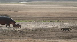 Mother hippo defends calf from encircling leopard in Zambian national park