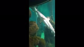 Black Tip Sharks zoom around the tank at high speeds and are large animals