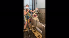 Hilarious scene as husky 'sings' while being showered at California pet groomers