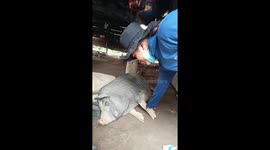 Super cute fat pig sleeping like the dead is teased by everyone