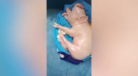 Bizarre piglet baffles farmers after being born looking like elephant