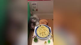 UK woman is travelling more than 7,000 miles to spread her beloved hamster's ashes in Hawaii