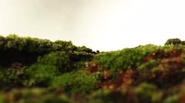 This is video of green Moss grown on bark of tree, filmed in Sherwan Pakistan