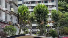 Monkeys climb across cables into residential buildings in search for food