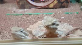 Tiny baby Lizards like to huddle together and keep warm in large group's