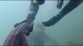 Shark swims into scuba divers hands and does not want to leave. Following him around on the dive and coming to say hello