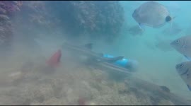 Pyjama sharks attacks a Pufadder Shyshark and tries to bite it