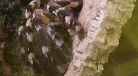 Huge Trantula Spider was as big as my hand and it's a whopper in size