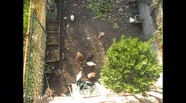 A rooster and some hens, taken from above, scratch around in a threshing floor
