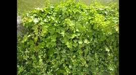 A wall completely covered with green ivy, in Italy