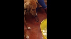 This dog is probably better at apple bobbing that you