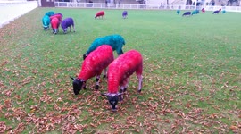 Sheep painted funny colours at web summit
