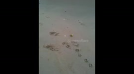 Dog plays fetch with Ocean