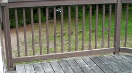 Duck with broken leg