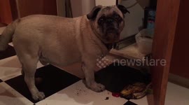 Man catches guilty pug eating coffee from food compost