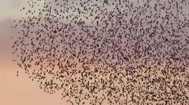 Starling Murmuration