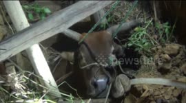 Cow rescued from abandoned well in China