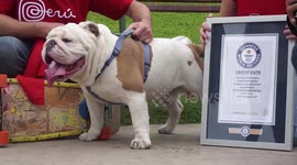 Skateboarding dog celebrates world record with victory lap