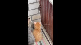 Confused cats have no idea what to do with the mouse