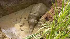 Rescue a wild tusk elephant after big game with him