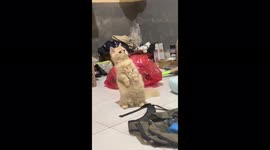 The cute kitten is funny standing on its hind legs while watching people in the kitchen!