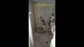 Gato orinando en el inodoro