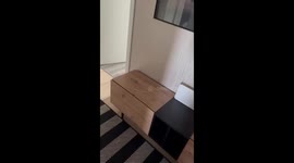 My dog is getting old, sleeping but have some beautiful dreams if time, he was able to jump