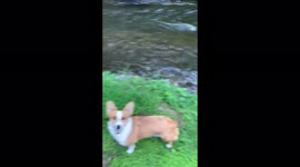 Happy corgi in river always brings back the stick . Current is high but this small boy gets it
